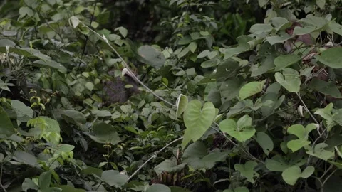 Red Shanked Douc Langur jump in rainforest tree to another Stock Footage 304535440
