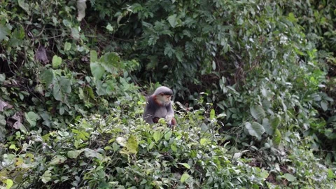 Red Shanked Douc Langur juvenile sit in tree top looking around Stock Footage 304535444