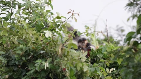 Red Shanked Douc Langur juvenile with family feed on green leaves in forest Stock Footage 304535448