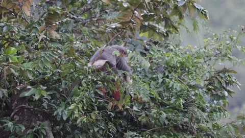 Red-shanked douc Langur move and feed behind leaves close up Stock Footage 301447531