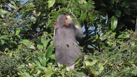 Red Shanked Douc Langur move in tree eating green leaves closeup Stock Footage 302708048