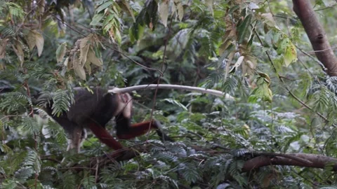 Red Shanked Douc Langur move in tree reach out after leaves and eat Stock Footage 302708051