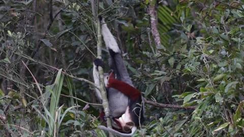 Red Shanked Douc Langur move inside the trees close up Stock Footage 302708052