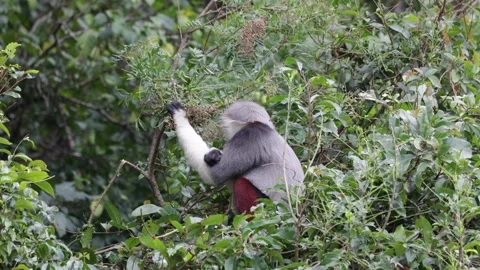 Red Shanked Douc Langur pick berries with mouth and eat close up Stock Footage 304535539