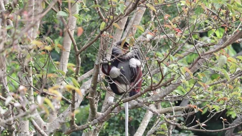 Red Shanked Douc Langur pick green fick fruit with hand and eat close up Stock Footage 304535569