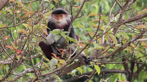Red Shanked Douc Langur picking green fig fruit and eat close up Stock Footage 301447257