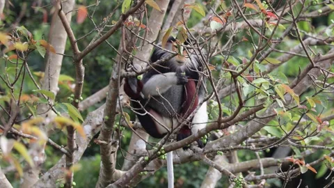 Red Shanked Douc Langur picking green fig fruit with hand and eat close up Video stock 304535572