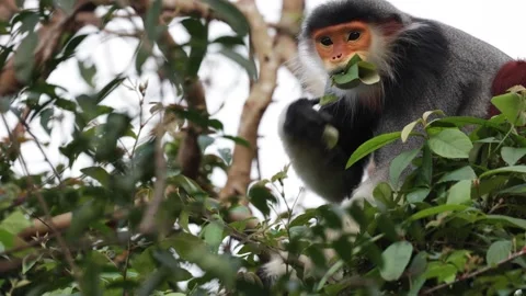 Red-shanked douc Langur put many leaves in mouth and jump away close up Stock Footage 301447553