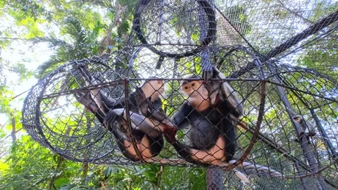 Red-shanked Douc Langur (Pygathrix nemaeus). Stock Footage 310039744