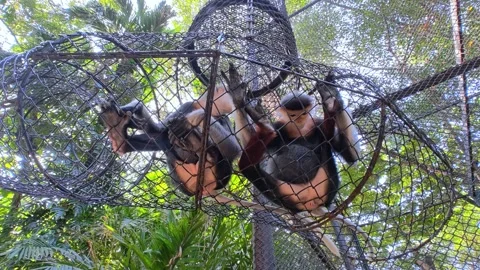 Red-shanked Douc Langur (Pygathrix nemaeus). Stock-Footage 325034878