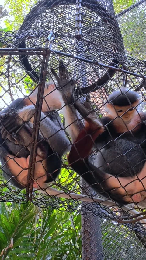Red-shanked Douc Langur (Pygathrix nemaeus). Stock Footage 330176682