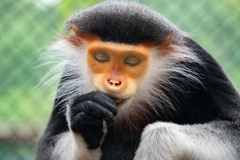 Red shanked Douc Langur (Pygathrix nemaeus) Foto stock