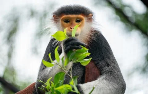 Red shanked Douc Langur (Pygathrix nemaeus) Foto stock