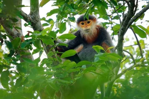 Red-shanked douc langur - Pygathrix nemaeus portrait of arboreal and diurna.. Stock Photos