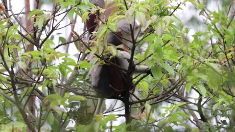 Red Shanked Douc Langur in rain forest tree feeding closeup Stock Footage 304535365