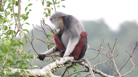 Red-Shanked Douc Langur sit in tree close up Stock Footage 301447589