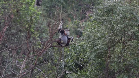 Red-Shanked Douc Langur sit in tree feeding in rainforest Stock Footage 301447597