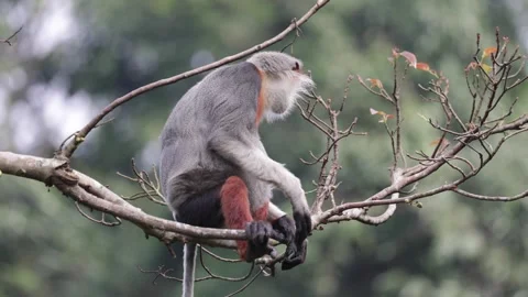 Red-shanked douc Langur sit on naked branch feeding on yellow leaves Stock Footage 301447629