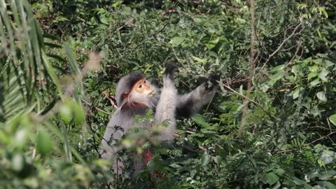 Red Shanked Douc Langur sit in tree eating green leaves closeup Stock Footage 302708082