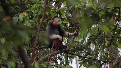 Red Shanked Douc Langur sit in tree looking around and another move tree Stock Footage 302708109