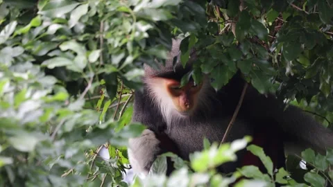 Red Shanked Douc Langur sit inside thicket in rain forest eating close up Stock Footage 304535654