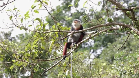 Red Shanked Douc Langur sit on thin branch on a sunny day feeding fig fruit Stock Footage 304535657