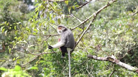Red Shanked Douc Langur sit on thin branch feeding on green fig closeup Stock Footage 304535673