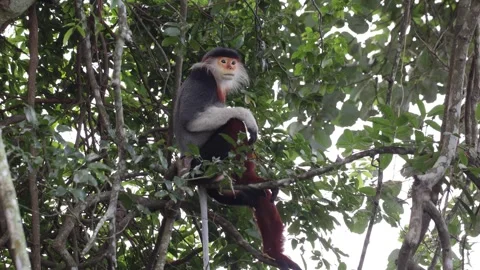 Red Shanked Douc Langur sit very relaxed on branch close up Stock Footage 305179694