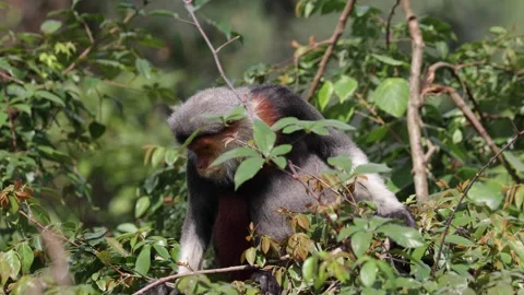 Red-Shanked Douc Langur sitting in green thicket looking close up Stock Footage 301447649