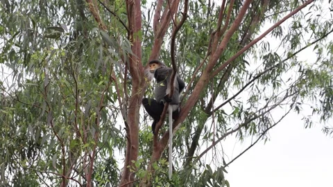 Red-Shanked Douc Langur sitting on branch looking around Stock Footage 301447654