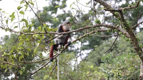Red Shanked Douc Langur sitting in tree eating green fig fruit closeup Stock Footage 302708110