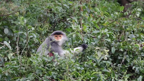 Red Shanked Douc Langur sitting in tree eating leaves closeup Stock Footage 302708122