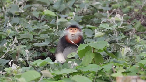 Red Shanked Douc Langur sitting and eating closeup Stock Footage 304535682