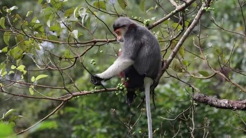 Red Shanked Douc Langur sitting on thin branch eat green fig fruit close up Stock Footage 304535695