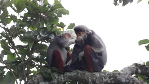 Red Shanked Douc Langur suckle female close up Stock Footage 305179707