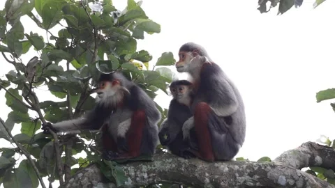 Red Shanked Douc Langur suckle female closeup Stock Footage 305179722