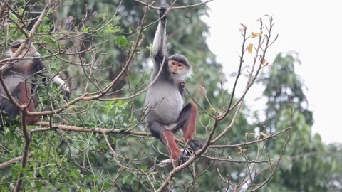 Red Shanked Douc Langur on thin branch balancing with one hand feeding Stock Footage 305179649