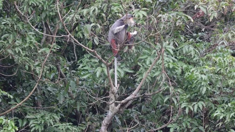 Red Shanked Douc Langur in tree in rain forest close up Stock Footage 301447219