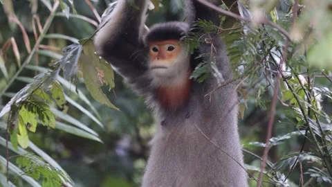 Red Shanked Douc Langur in tree holding with both arms straight up closeup Stock Footage 302708024
