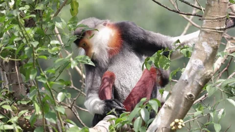 Red Shanked Douc Langur in tree looking down portrait Stock Footage 302708026