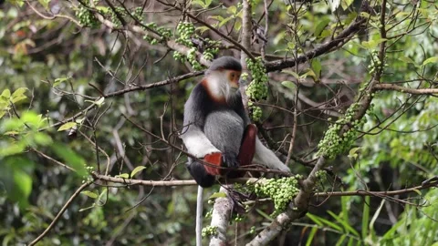 Red Shanked Douc Langur in tree looking around in rainforest close up Stock Footage 304535424