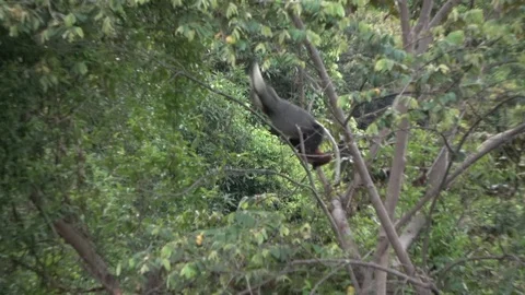 Red-shanked Douc Langur, Vietnam 库存影片 124043835