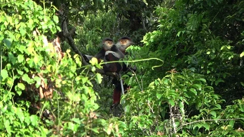 Red-shanked Douc Langur, Vietnam Vídeo Stock 124045765