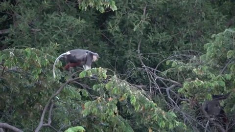 Red-shanked Douc Langur, Vietnam Stockbeeldmateriaal 124046545