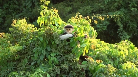 Red-shanked Douc Langur, Vietnam Stock Footage 124407513