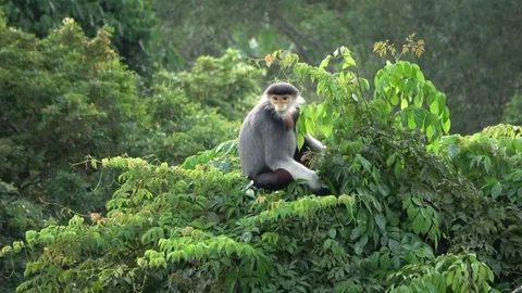 Red-shanked Douc Langur, Vietnam Stock-Footage 124407600