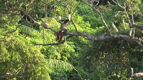 Red-shanked Douc Langur, Vietnam Stock-Footage 124407902