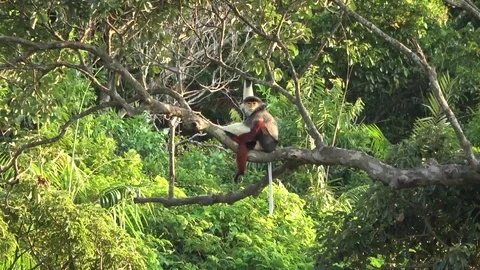 Red-shanked Douc Langur, Vietnam Vídeos de archivo 124408073