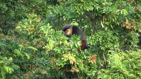 Red-shanked Douc Langur, Vietnam 動画素材 124408247