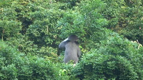 Red-shanked Douc Langur, Vietnam 動画素材 127326152